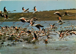 Oiseaux - Flamants Roses - Camargue - Flamingos - CPM - Voir Scans Recto-Verso - Oiseaux