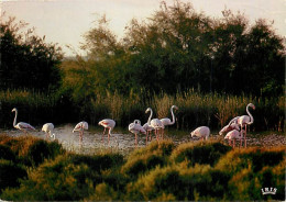 Oiseaux - Flamants Roses - Camargue - Flamingos - CPM - Voir Scans Recto-Verso - Oiseaux