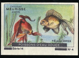 Meurisse - Ca 1930 - 14 - Les Poissons D'eau Douce, Freshwater Fish - 4 - Telescopes - Other & Unclassified
