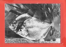 METYNNIS ROOSEVELTI Cpsm POISSON  Au Verso PUB Médicale             48 P - Poissons Et Crustacés