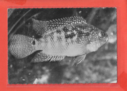 CICHLASOMA Cpsm POISSON  Au Verso PUB Médicale             9 P - Fish & Shellfish