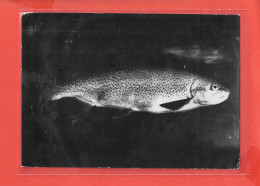 SAUMON De FONTAINE Cpsm POISSON  Au Verso PUB Médicale             29 P - Fische Und Schaltiere