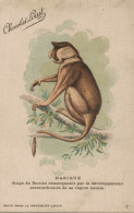 SINGE PUBLICITE CHOCOLAT LOUIT NASIQUE SINGE DE BORNEO CPA BON ETAT - Monkeys