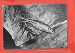 VAIRON Cpsm POISSON  Au Verso PUB Médicale            20 P - Fische Und Schaltiere