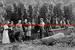 F015807 People Picking Hops. Kent. 1905 - REPRODUCTION - Other & Unclassified