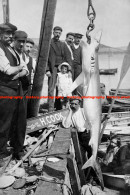 F015790 Men Caught The Shark. Salcombe Harbour. South Devon. 08.1906 - REPRODUCTION - Other & Unclassified