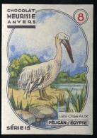 Meurisse - Ca 1930 - 15 - Les Oiseaux, Birds - 8 - Pelican - Other & Unclassified