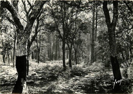 40 - Landes - Les Landes De Gascogne - Forêt De Chênes-liège - Carte Dentelée - CPSM Grand Format - Voir Scans Recto-Ver - Sonstige & Ohne Zuordnung