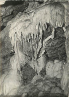 37 - Savonnières - Grottes Pétrifiantes - Les Draperies - Mention Photographie Véritable - Spéléologie - Carte Dentelée  - Autres & Non Classés