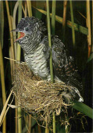 Animaux - Oiseaux - Coucou Au Nid Des Jeunes Fauvettes Des Roseaux - Cuckoo In The Nest Of The Young Sedge-birds - Cucul - Oiseaux