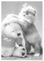 Animaux - Chats - CPM - Voir Scans Recto-Verso - Katten