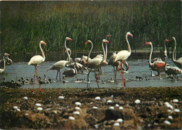 Oiseaux - Flamants Roses - Flamingos - CPM - Voir Scans Recto-Verso - Vögel