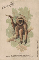 SINGE PUBLICITE CHOCOLAT LOUIT GIBBON LE PLUS INTELLIGENT DES SINGES FORET INDO CHINOISE CPA BON ETAT - Affen