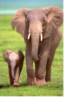 Carte Double IFAW Aider Les Animaux En Détresse - éléphante Et Son éléphanteau - Ref 4NA1-FR2 - Éléphants