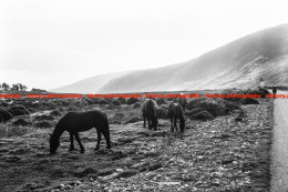 Q003467 Horses. Near Hesket Newmarket. Cumbria. 1968 - REPRODUCTION - Altri & Non Classificati