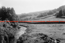 Q003244 Cow In Stream Near Winster. Cumbria. 1964 - REPRODUCTION - Autres & Non Classés