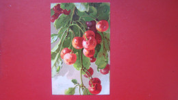 Catharina Klein - Cherries. - Klein, Catharina