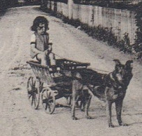 Attelage De Chien. Casino BERN, Circ. 1926 - Hunde