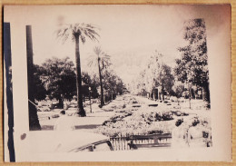 26427 / ⭐ ALGER Jardin Public Palmiers Automobiles Gouvernement Algérie 1950s Photographie 14x10 Cm - Algeri