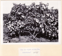 26404 / ⭐ Rare MITIDJA 1950s Cep De Vigne Palissée Domaine De SIDI SALEM Attelage Chevaux Photo 18x13 Métidja Algérie - Lieux