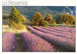 *CPM - FRANCE - PACA - PROVENCE - Champ De Lavande - Provence-Alpes-Côte D'Azur