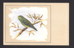 (ALM)  CARTE POSTALE OISEAU BIRDS BIRD PERRUCHE CATHERINE - Vögel