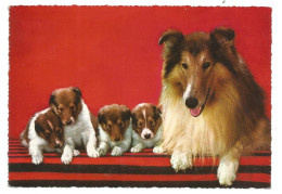 ROUGH COLLIE And PUPPIES - Chiens