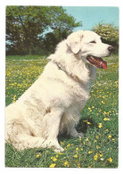 PYRENEAN MOUNTAIN DOG - Perros