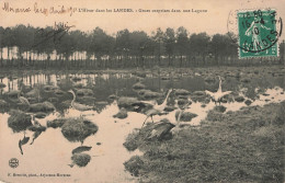 L'Hiver Dans Les Landes Grues Surprises Dans Une Lagune - Sonstige & Ohne Zuordnung