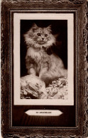 Chat -  Cat  -katze -mooie Poes Met Strik - Cats