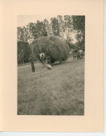 Photo Ramassage Des Foins, Village De La Charrière, Juillet 1954(au Dos) - Anonymous Persons