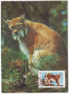MAX 33 - 309 LYNX, Romania - Maximum Card - 1993 - Felinos