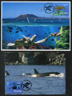GIBRALTAR (2024) Carte S Maximum Card S  - EUROPA 2024 Underwater Fauna & Flora, Loggerhead Sea Turtle, Caretta, Orca - Gibraltar