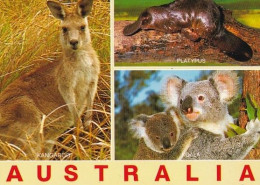 Koala - Coala - Animal - Animaux - Fauna - Faune - Australian Wild Animals - Kangaroo - Platypus - Hunde