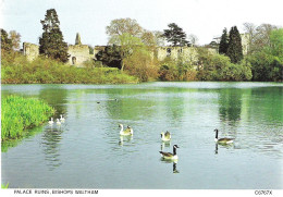 PALACE RUINS, BISHOPS WALTHAM, HAMPSHIRE, ENGLAND. UNUSED POSTCARD Mm4 - Other & Unclassified