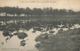 D7006 L'hiver Dans Les Landes - Sonstige & Ohne Zuordnung