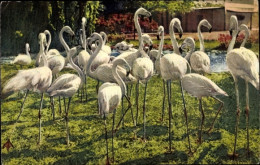 CPA Flamingos, Vögel - Autres & Non Classés