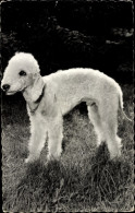 CPA Bedlington Terrier, Portrait - Autres & Non Classés