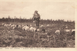 D7035 Dans Les Landes échassier - Sonstige & Ohne Zuordnung