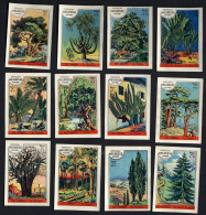 Meurisse - Ca 1930 - 17 - Les Arbres, Trees - Full Serie - Other & Unclassified