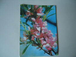 RUSSIA POSTCARDS FLOWERS  TREE  1981 - Blumen