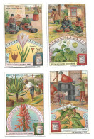 S 906, Liebig 6 Cards, Plantes Médicinales - Liebig