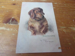 Teckel, Dackel, Dachshund, - Hunde