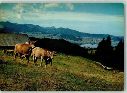 10281904 - Sattelegg - Cows