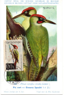 OISEAU / Pic Vert = TCHECOSLOVAQUIE 1964  N° 1362  = CARTE MAXIMUM INSTITUT ROYAL De BELGIQUE - Uccelli Canterini Ed Arboricoli