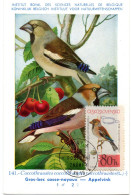 OISEAU / Gros-bec Casse-noyaux = TCHECOSLOVAQUIE 1964  N° 1363  = CARTE MAXIMUM INSTITUT ROYAL De BELGIQUE - Songbirds & Tree Dwellers