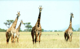 Carte Double Girafes - Serengeti (Tanzanie) - Jirafas