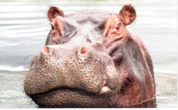 Carte Double Hippopotame - Okavango (Botswana) - Éléphants