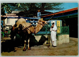 40142904 - Kamele Kamel Touristik 2 Karten Kl. Fehler - Sonstige & Ohne Zuordnung