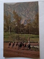 CP USA  -  Hippisme Turf  Hippodrome Santa Anita Park Arcadia Calif Los Angeles - Horse Show